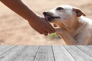 Como tratar feridas nas almofadinhas de cães e gatos?