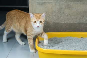 Gato entrando na caixa de areia