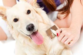 Queda de pelo em cães e o que fazer caso ocorra