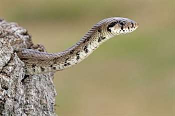 Serpente