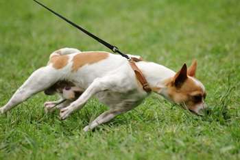 Cachorro puxando a coleira