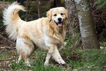 Tratamento de infecções urinarias em seu cão