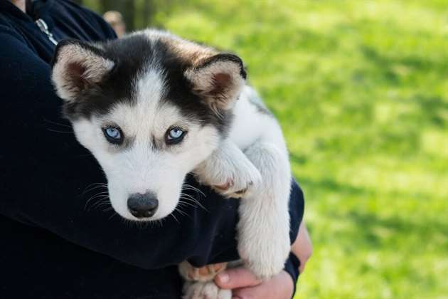 Filhote de husky siberiano no colo