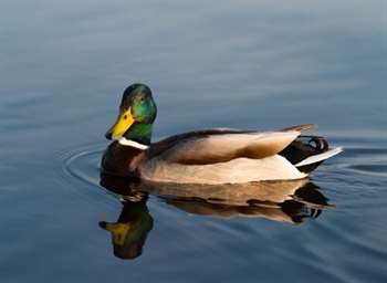 pato na lagoa