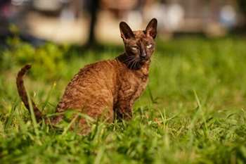 Cornish rex, um gato de pelos ondulados 