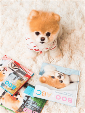 Buddy Boo Waggy Tails: Filhote de Lulu da Pomerânia