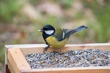 Os alimentos venenosos para aves