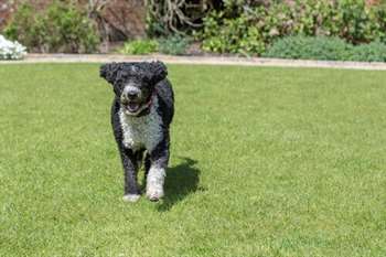 Tudo sobre o Cão D’água Espanhol