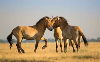 A linguagem dos cavalos