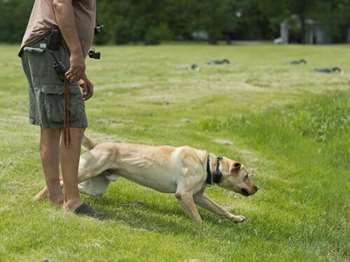 Labrador retriever