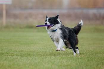 Border collie