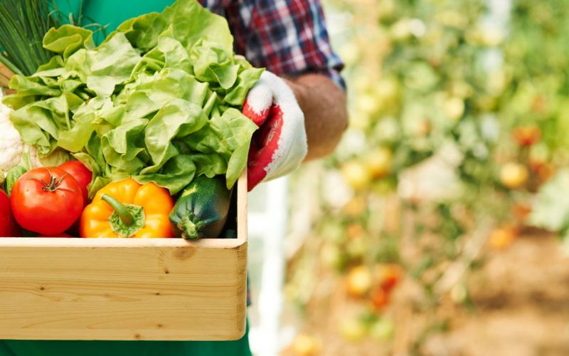Apoiar pequenos agricultores diminui custos e desperdício de alimentos
