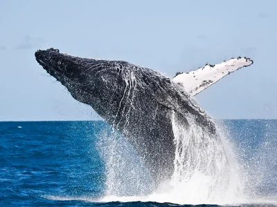Abrolhos gera R$ 1,9 bilhão em turismo, pesca e conservação no Brasil