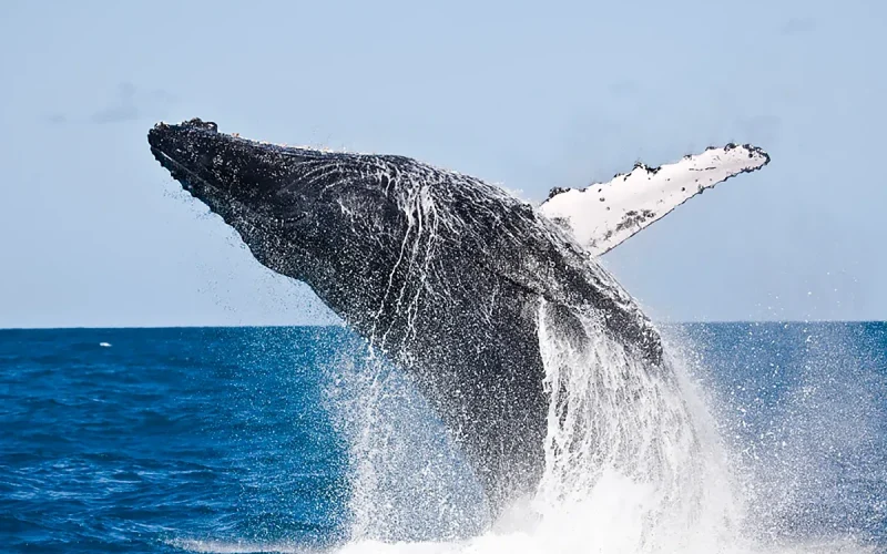 Abrolhos gera R$ 1,9 bilhão em turismo, pesca e conservação no Brasil