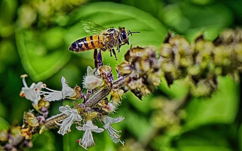 Minhocas e insetos: aliados indispensáveis para um jardim saudável e rico