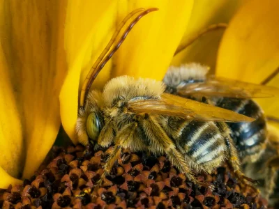 Abelhas demonstram habilidade de reconhecer rostos humanos como nós
