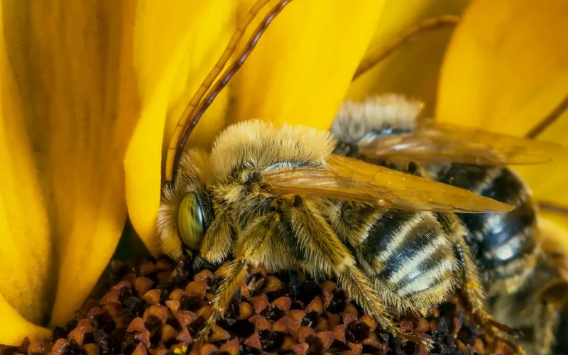 Abelhas demonstram habilidade de reconhecer rostos humanos como nós