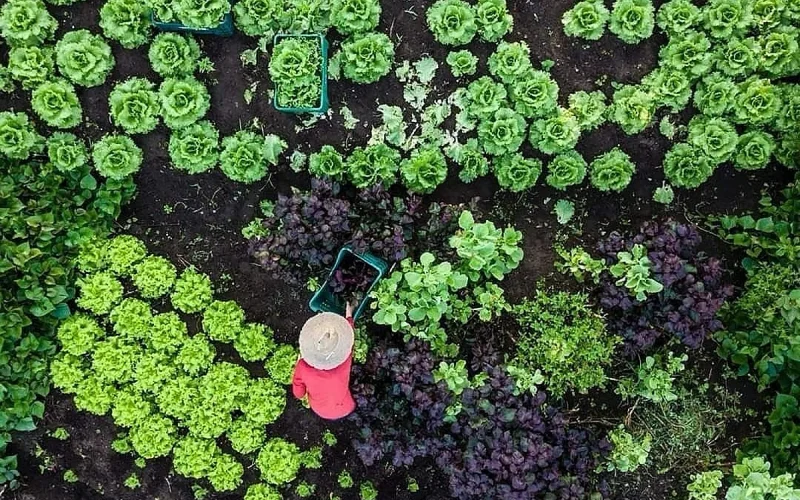 Inteligência Artificial IARAA revoluciona agroecologia e reforma agrária no Brasil