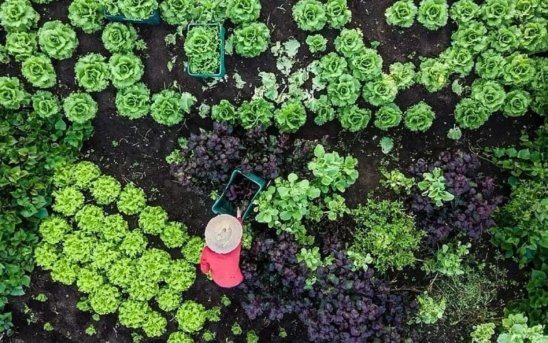 Inteligência Artificial IARAA revoluciona agroecologia e reforma agrária no Brasil