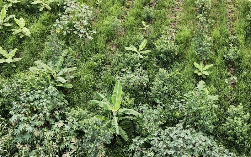 Inscrições abertas para edital de apoio a projetos agroflorestais na Grande SP