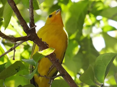 A Natureza como Modelo: Lições de Cooperação entre Animais e Futebol
