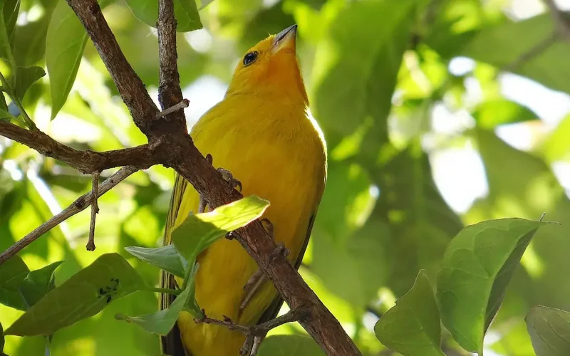 A Natureza como Modelo: Lições de Cooperação entre Animais e Futebol