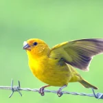 A recuperação do canário-da-terra: um simbolismo da biodiversidade brasileira