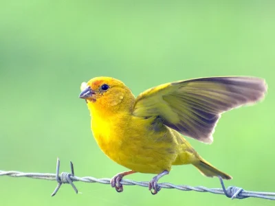 A recuperação do canário-da-terra: um simbolismo da biodiversidade brasileira