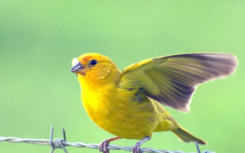 A recuperação do canário-da-terra: um simbolismo da biodiversidade brasileira