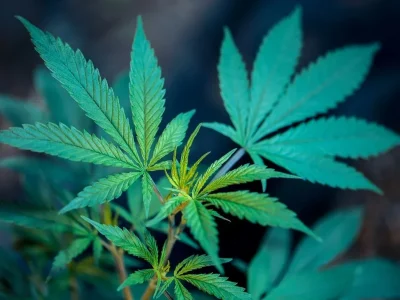 Plástico sustentável de cânhamo promete revolucionar embalagens industriais
