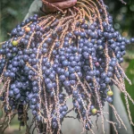 Expedição destaca a juçara como alternativa sustentável na gastronomia brasileira