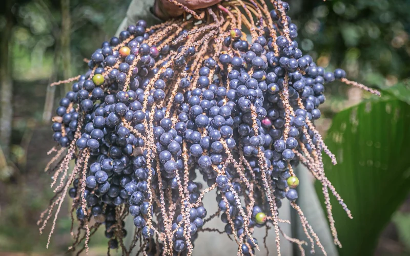 Expedição destaca a juçara como alternativa sustentável na gastronomia brasileira