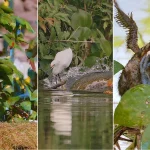 Imagens raras revelam a vida selvagem e mudanças na floresta Amazônica