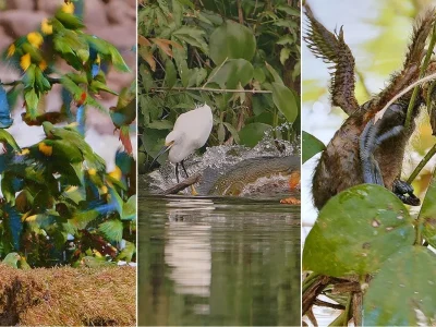 Imagens raras revelam a vida selvagem e mudanças na floresta Amazônica