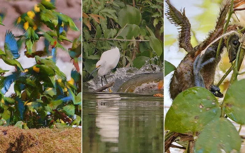 Imagens raras revelam a vida selvagem e mudanças na floresta Amazônica