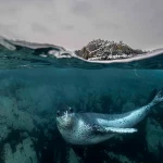 Novo Tratado do Alto-Mar Promete Revolucionar a Proteção dos Oceanos