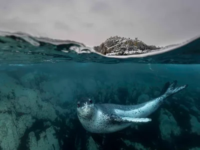 Novo Tratado do Alto-Mar Promete Revolucionar a Proteção dos Oceanos