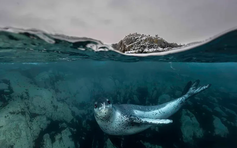 Novo Tratado do Alto-Mar Promete Revolucionar a Proteção dos Oceanos
