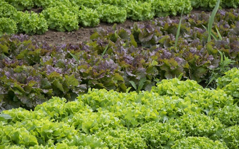 Dicas para montar uma horta doméstica produtiva e saudável na sua casa
