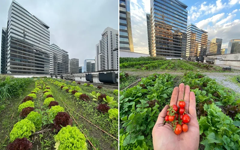Horta urbana no shopping transforma alimentos em feira orgânica sustentável