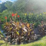 Jardim filtrante na Cidade Universitária do Rio purifica água para reuso