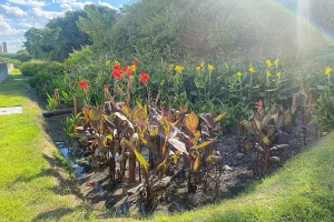 Jardim filtrante na Cidade Universitária do Rio purifica água para reuso