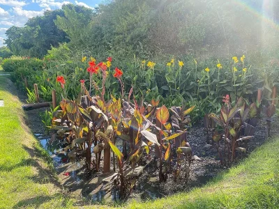 Jardim filtrante na Cidade Universitária do Rio purifica água para reuso