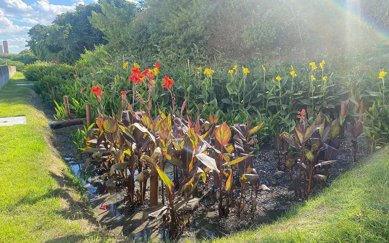 Jardim filtrante na Cidade Universitária do Rio purifica água para reuso