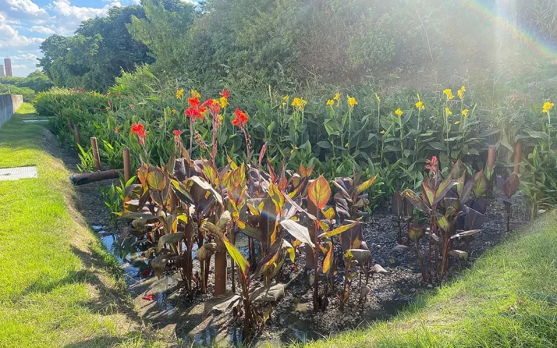 Jardim filtrante na Cidade Universitária do Rio purifica água para reuso
