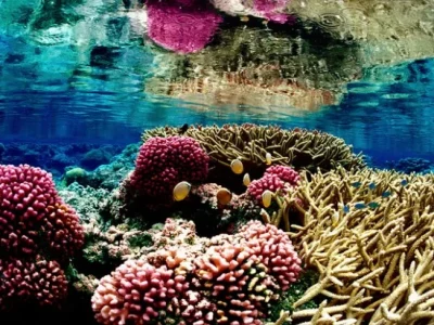 Cientistas decifram pela primeira vez o maior recife de coral no Atlântico