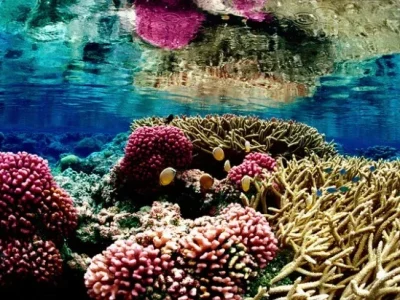 Cientistas decifram pela primeira vez o maior recife de coral no Atlântico