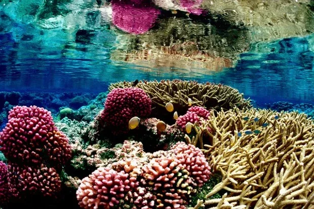 Cientistas decifram pela primeira vez o maior recife de coral no Atlântico