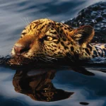 Mato Grosso destaca-se em feira internacional de turismo e negócios