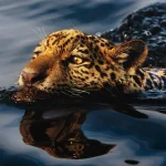 Mato Grosso destaca-se em feira internacional de turismo e negócios